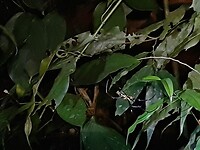 Khao Sok, National Park, Night safari 🕷 spider