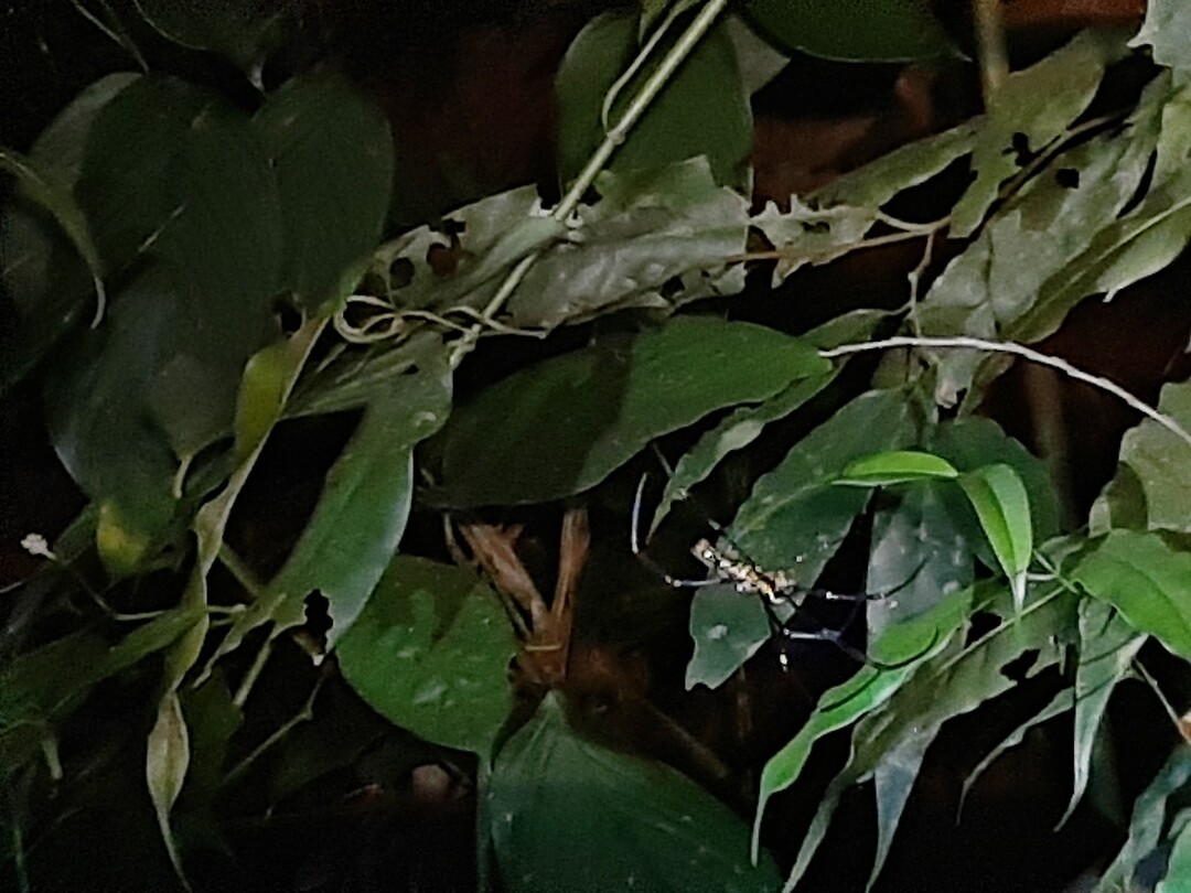 Khao Sok, National Park, Night safari 🕷 spider