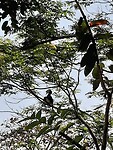 Hornbill bird