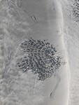 Krab holl in sand