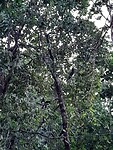 Hornbill birds