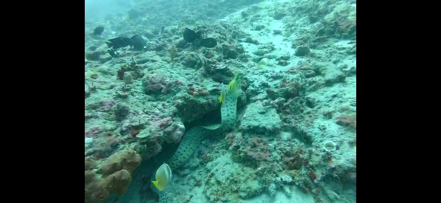 Nusa Penida, diving: moreen