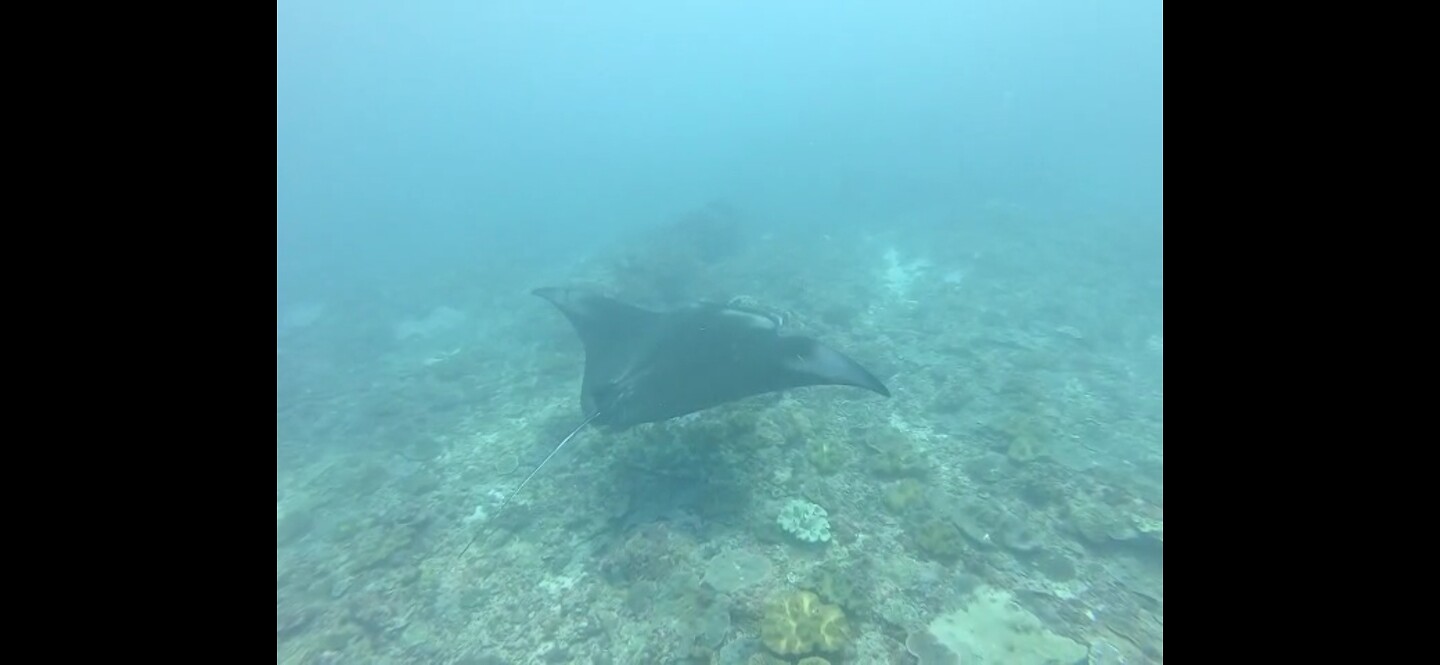 Nusa Penida, diving: manta Ray :)