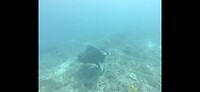 Nusa Penida, diving: manta Ray :)