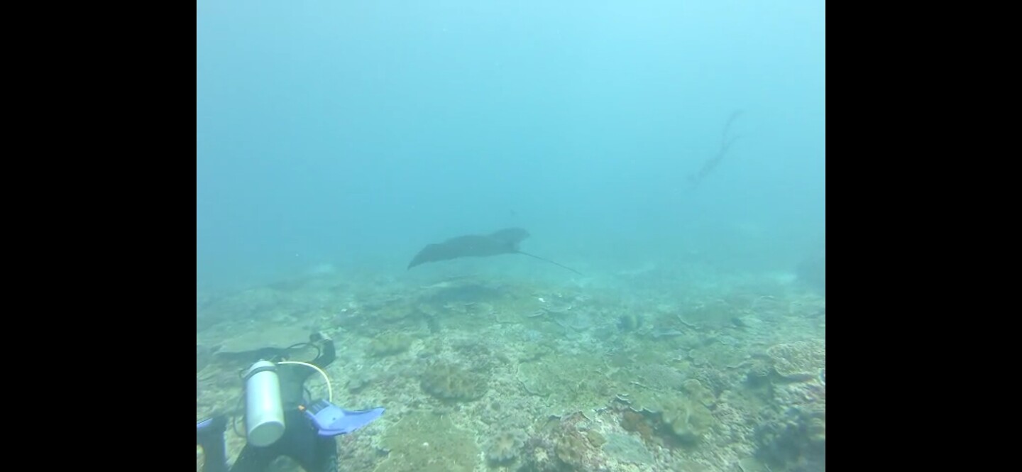 Nusa Penida, diving: manta Ray :)