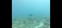 Nusa Penida, diving: manta Ray :)