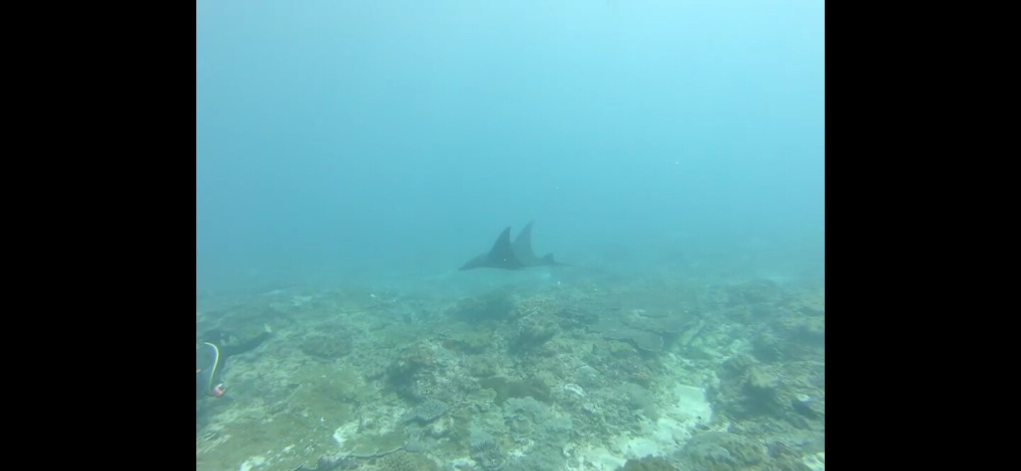 Nusa Penida, diving: manta Ray :)