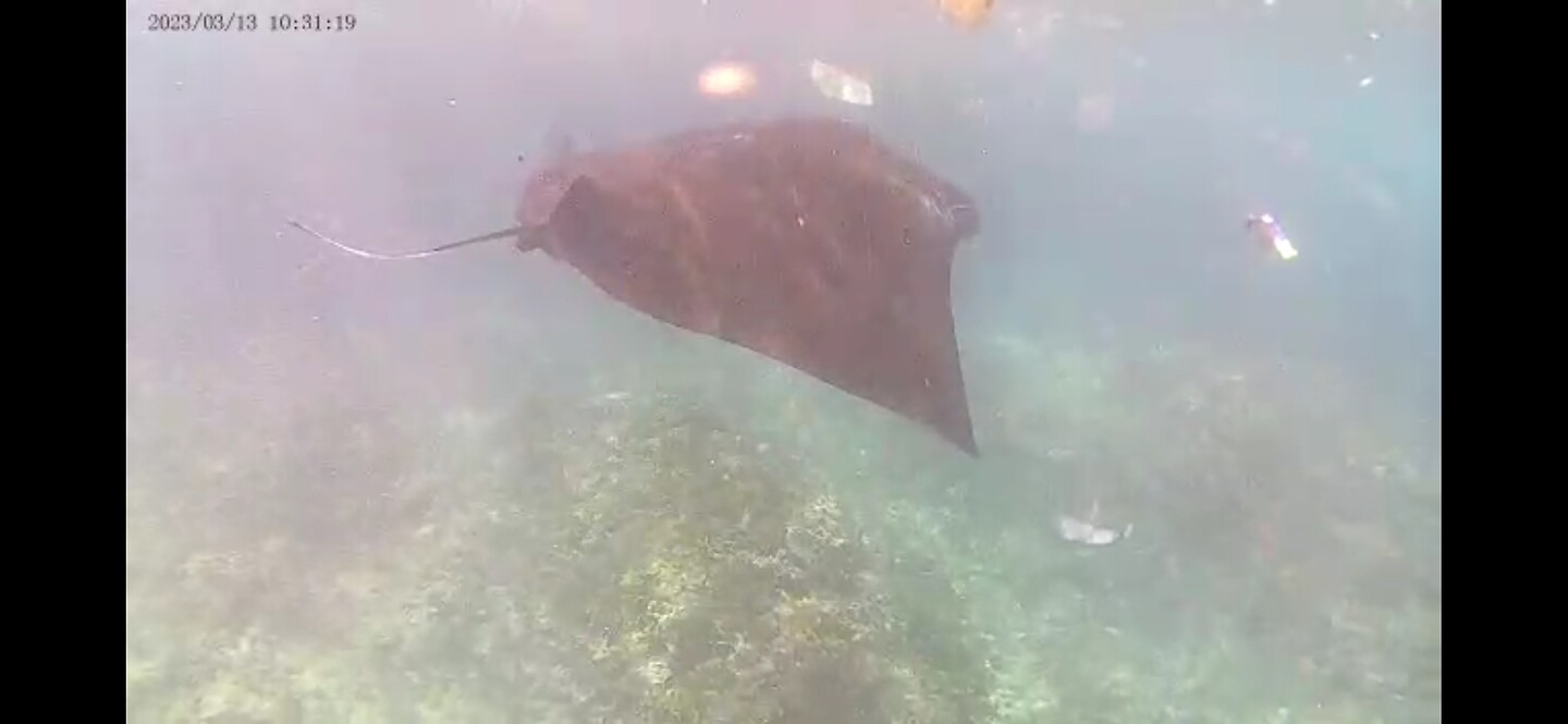 Nusa Penida, diving: manta Ray :)