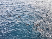 Nusa Penida, excursie: manta's