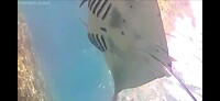 Nusa Penida, snorkeling: manta Ray