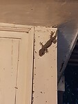 Nusa Lemborgan, gecko's