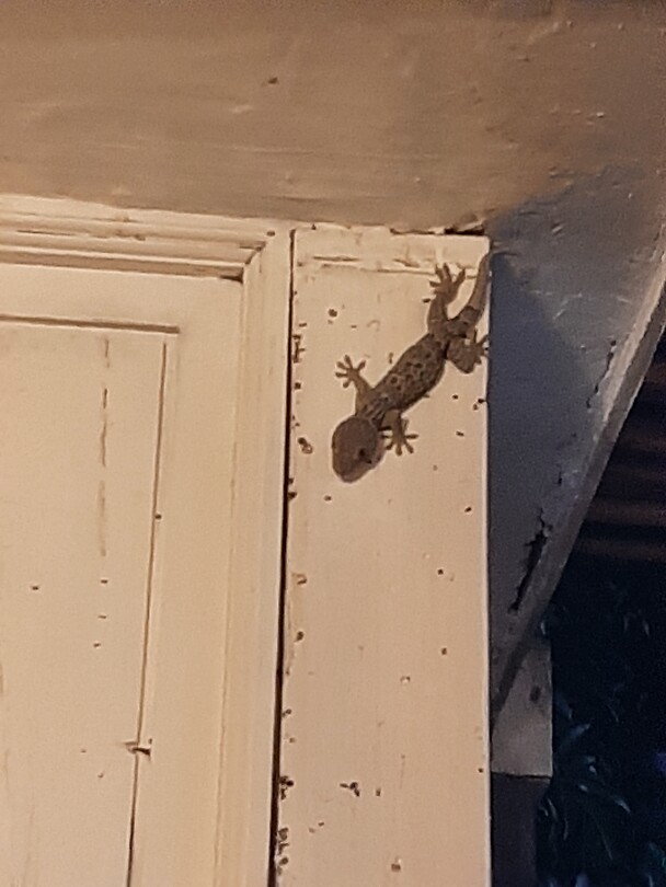 Nusa Lemborgan, gecko's