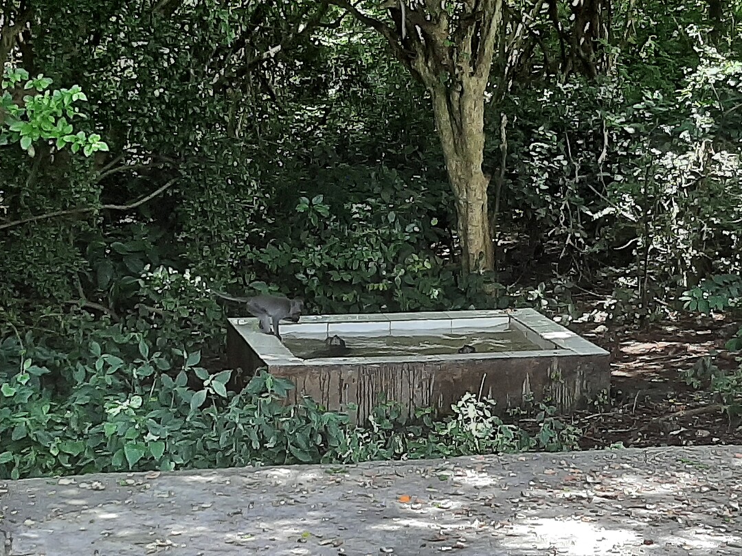 Excursion; temple Uluwatu swimming monkeys