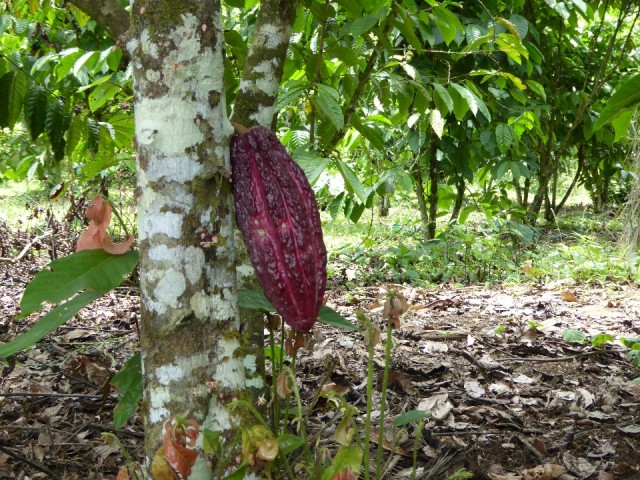 P1000638