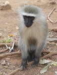 Mantenga Cultural Village Swaziland
