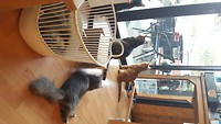 Katten Café