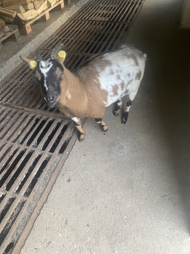 De oppergeit, hier op de hoeve.