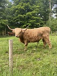 Prachtig beest