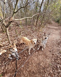 El viaje de Juan y Monica con los perros.🐺🐶🐺
