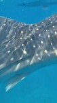 Zo kort bij waren we dus met de whale sharks!
