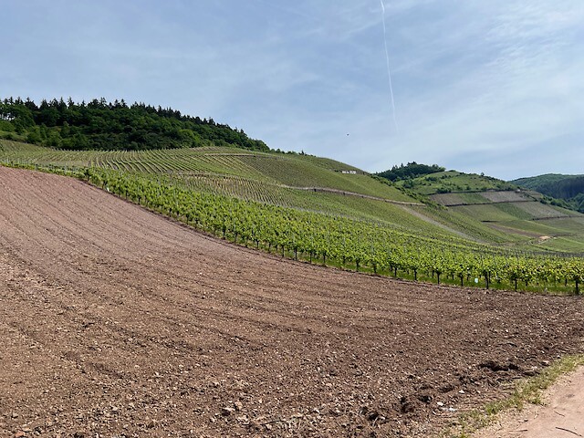 Druivengaarden.