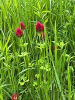 Bloemen