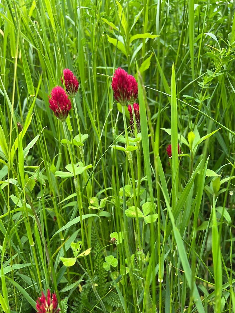 Bloemen
