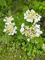 Bloemen.