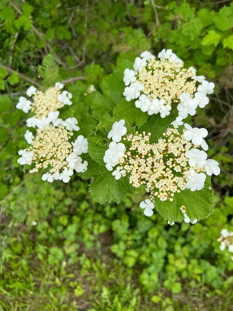 Bloemen.