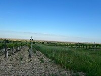 Ons uitzicht op de Neusiedler See.