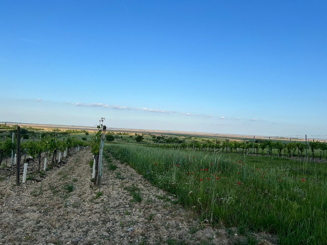 Ons uitzicht op de Neusiedler See.