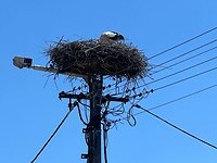 Ooievaars nest. Moeder voerde de Jongen.
