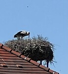 Ooievaar op het nest.