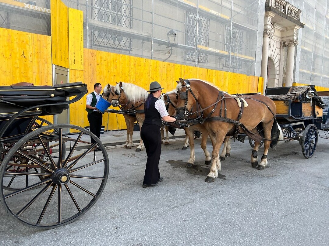 Paardenkoetsen.