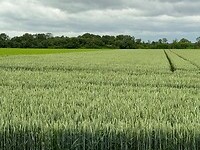 Korenveld