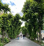 De Lindenlaan