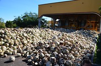 Tequila factory
