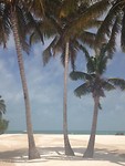 Caribbean dream