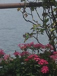 Hummingbird