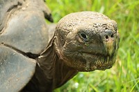 Giant tortoise