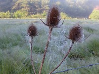 IMG_2261