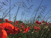 IMG_2434
