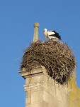IMG_2468