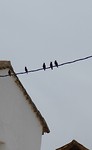 IMG_2521