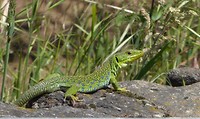 IMG_2705