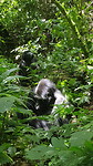 2 gorilla's en doen net of ze ons niet zien.