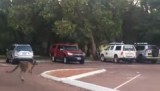 kangaroo op de parkeerplaats