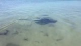 Stingray Augusta