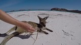Kangoeroes op Lucky Bay, Cape Le Grand National Park, WA