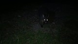 handfeeding possum